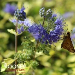 SUNSHINE BLUE® II BLUEBEARD 9 SUNSHINE BLUE® II BLUEBEARD -SOONER PLANT FARM Sales DETA4 3347