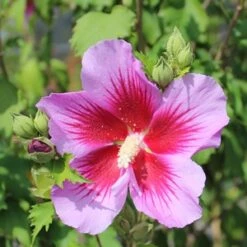 PURPLE PILLAR® ALTHEA 11 PURPLE PILLAR® ALTHEA -SOONER PLANT FARM Sales DETA4 3353