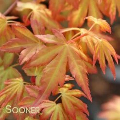 ORANGE DREAM UPRIGHT JAPANESE MAPLE 11 ORANGE DREAM UPRIGHT JAPANESE MAPLE -SOONER PLANT FARM Sales DETA4 3415