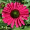 KISMET® RASPBERRY CONEFLOWER 1 KISMET® RASPBERRY CONEFLOWER -SOONER PLANT FARM Sales DETA4 3571