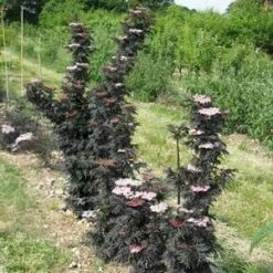LACED UP® UPRIGHT ELDERBERRY 9 LACED UP® UPRIGHT ELDERBERRY -SOONER PLANT FARM Sales DETA4 3616