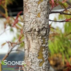 ARA KAWA UPRIGHT JAPANESE MAPLE -SOONER PLANT FARM Sales DETA4 3683