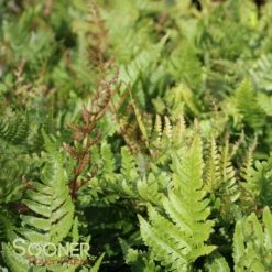 AUTUMN FERN 8 AUTUMN FERN -SOONER PLANT FARM Sales DETA4 3699