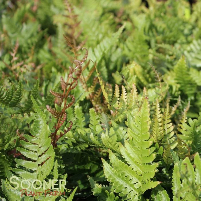 AUTUMN FERN 5 AUTUMN FERN - Image 3