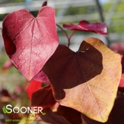 FLAME THROWER® REDBUD 11 FLAME THROWER® REDBUD -SOONER PLANT FARM Sales DETA4 4074