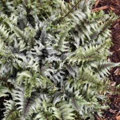 CRESTED SURF JAPANESE PAINTED FERN 8 CRESTED SURF JAPANESE PAINTED FERN -SOONER PLANT FARM Sales DETA4 4097