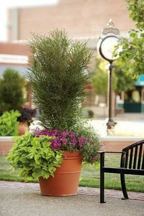 FINE LINE® BUCKTHORN 4 FINE LINE® BUCKTHORN - Image 2