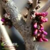 DON EGOLF MINIATURE REDBUD 2 DON EGOLF MINIATURE REDBUD -SOONER PLANT FARM Sales DETA4 430