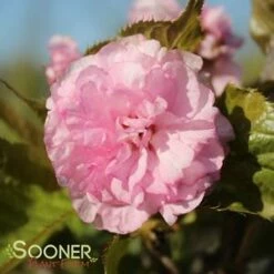 KWANZAN ORNAMENTAL CHERRY -SOONER PLANT FARM Sales DETA4 432