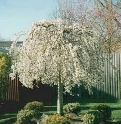 SNOW FOUNTAIN WEEPING FLOWERING CHERRY 10 SNOW FOUNTAIN WEEPING FLOWERING CHERRY -SOONER PLANT FARM Sales DETA4 433