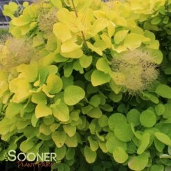 GOLDEN SPIRIT SMOKETREE -SOONER PLANT FARM Sales DETA4 437
