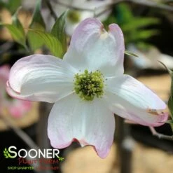 APACHE DOGWOOD 8 APACHE DOGWOOD -SOONER PLANT FARM Sales DETA4 4700