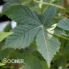 LAVABURST® OHIO BUCKEYE 2 LAVABURST® OHIO BUCKEYE -SOONER PLANT FARM Sales DETA4 4788