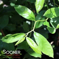 ZYDECO TWIST BLACKGUM 9 ZYDECO TWIST BLACKGUM -SOONER PLANT FARM Sales DETA4 4799