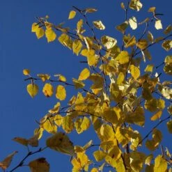 AVALANCHE™ BIRCH 8 AVALANCHE™ BIRCH -SOONER PLANT FARM Sales DETA4 5285