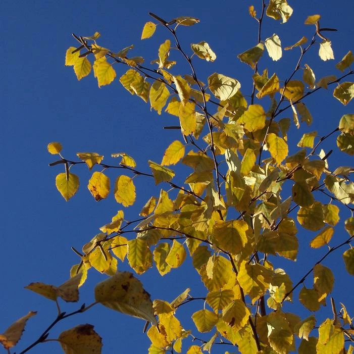 AVALANCHE™ BIRCH 5 AVALANCHE™ BIRCH - Image 3