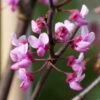 MIDNIGHT EXPRESS® REDBUD 1 MIDNIGHT EXPRESS® REDBUD -SOONER PLANT FARM Sales DETA4 5287