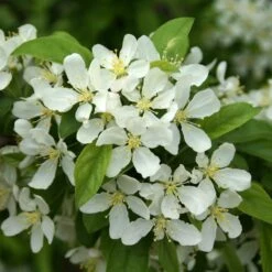 SWEET SUGAR TYME® CRABAPPLE -SOONER PLANT FARM Sales DETA4 5288