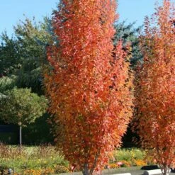 ARMSTRONG GOLD® MAPLE -SOONER PLANT FARM Sales DETA4 5466