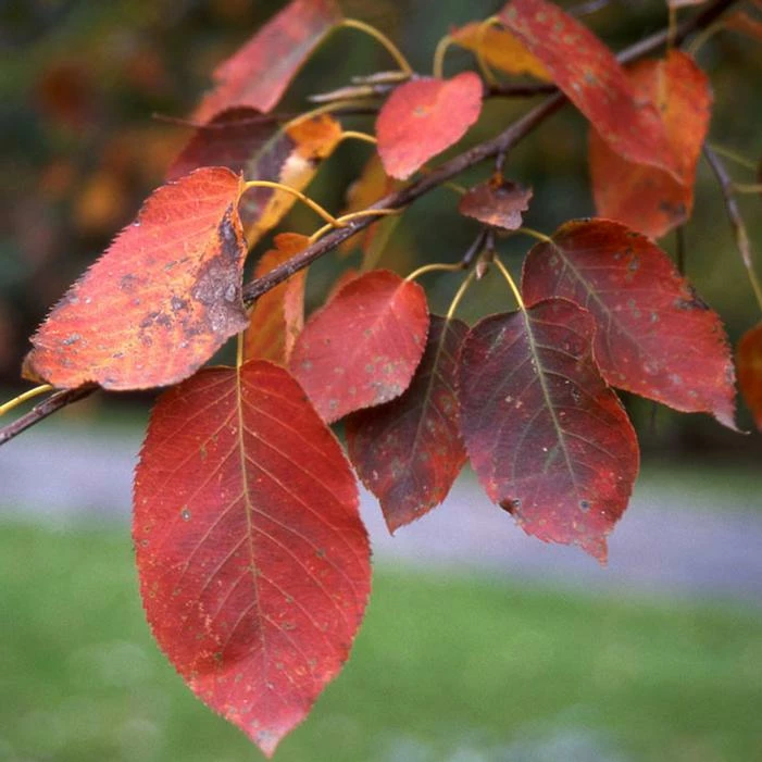SPRING FLURRY® SERVICEBERRY 4 SPRING FLURRY® SERVICEBERRY - Image 2