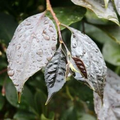 NIGHTFALL® WEEPING JAPANESE SNOWBELL 9 NIGHTFALL® WEEPING JAPANESE SNOWBELL -SOONER PLANT FARM Sales DETA4 5476