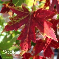 AUTUMN FANTASY® MAPLE 10 AUTUMN FANTASY® MAPLE -SOONER PLANT FARM Sales DETA4 58