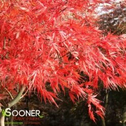 TAMUKEYAMA WEEPING JAPANESE MAPLE -SOONER PLANT FARM Sales DETA4 693