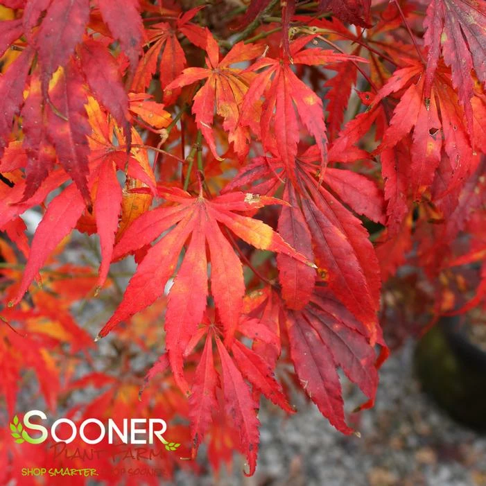 OMURA YAMA UPRIGHT JAPANESE MAPLE 5 OMURA YAMA UPRIGHT JAPANESE MAPLE - Image 3