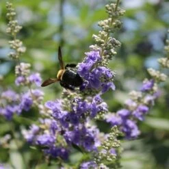 SHOAL CREEK CHASTE TREE 10 SHOAL CREEK CHASTE TREE -SOONER PLANT FARM Sales DETA4 881