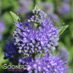 DARK KNIGHT BLUEBEARD 10 DARK KNIGHT BLUEBEARD -SOONER PLANT FARM Sales DETA4 902