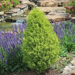 GOLD CONE JUNIPER -SOONER PLANT FARM Sales DETA5 1095