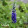 SUNNY BORDER BLUE SPEEDWELL 2 SUNNY BORDER BLUE SPEEDWELL -SOONER PLANT FARM Sales DETA5 1185