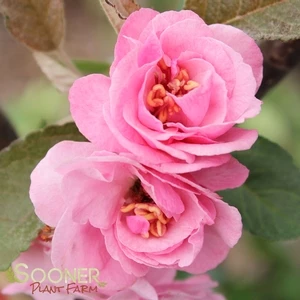 BRANDYWINE CRABAPPLE 3 BRANDYWINE CRABAPPLE