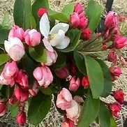 SARGENT CRABAPPLE 4 SARGENT CRABAPPLE - Image 2