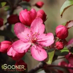 ROYAL RAINDROPS® CRABAPPLE 6 ROYAL RAINDROPS® CRABAPPLE -SOONER PLANT FARM Sales DETA5 1351