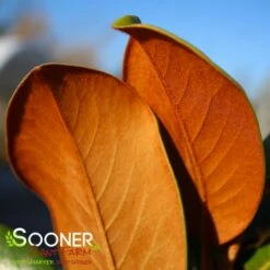 TEDDY BEAR® MAGNOLIA 10 TEDDY BEAR® MAGNOLIA -SOONER PLANT FARM Sales DETA5 144