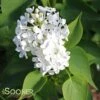 BETSY ROSS LILAC -SOONER PLANT FARM Sales DETA5 168