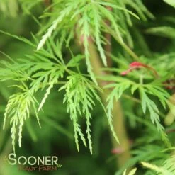 SEIRYU UPRIGHT JAPANESE MAPLE 15 SEIRYU UPRIGHT JAPANESE MAPLE -SOONER PLANT FARM Sales DETA5 1875