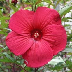 FIREBALL FLEMING™ HARDY HIBISCUS 6 FIREBALL FLEMING™ HARDY HIBISCUS -SOONER PLANT FARM Sales DETA5 192