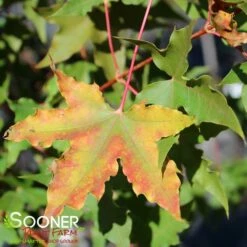 FIRE DRAGON® SHANTUNG MAPLE -SOONER PLANT FARM Sales DETA5 2002
