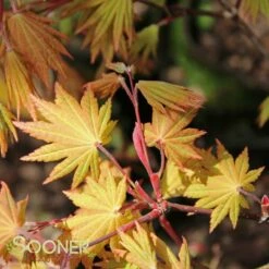 AUTUMN MOON UPRIGHT JAPANESE MAPLE 9 AUTUMN MOON UPRIGHT JAPANESE MAPLE -SOONER PLANT FARM Sales DETA5 2092