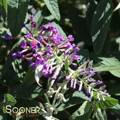 LO & BEHOLD® PURPLE HAZE BUTTERFLY BUSH 4 LO & BEHOLD® PURPLE HAZE BUTTERFLY BUSH - Image 2