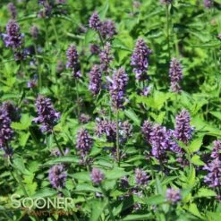 BLUE BOA HYSSOP -SOONER PLANT FARM Sales DETA5 2312