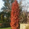 CHIMNEY FIRE OAK -SOONER PLANT FARM Sales DETA5 2373
