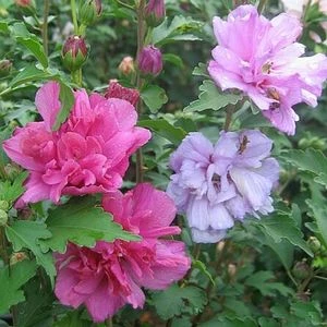 FIREWORKS DOUBLE ALTHEA 4 FIREWORKS DOUBLE ALTHEA - Image 2