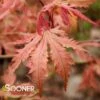 ARIADNE UPRIGHT JAPANESE MAPLE -SOONER PLANT FARM Sales DETA5 2564