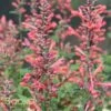 KUDOS™ CORAL HYSSOP 2 KUDOS™ CORAL HYSSOP -SOONER PLANT FARM Sales DETA5 2606