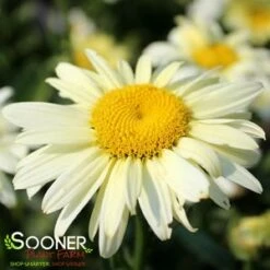 AMAZING DAISIES® BANANA CREAM SHASTA DAISY -SOONER PLANT FARM Sales DETA5 2677