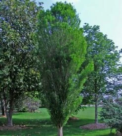 LINDSEY'S SKYWARD™ BALD CYPRESS -SOONER PLANT FARM Sales DETA5 2703