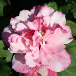 PEPPERMINT SMOOTHIE™ ALTHEA -SOONER PLANT FARM Sales DETA5 2707